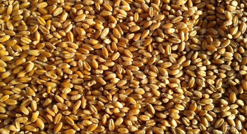 фотография продукта Закупаю пшеницу 3кл