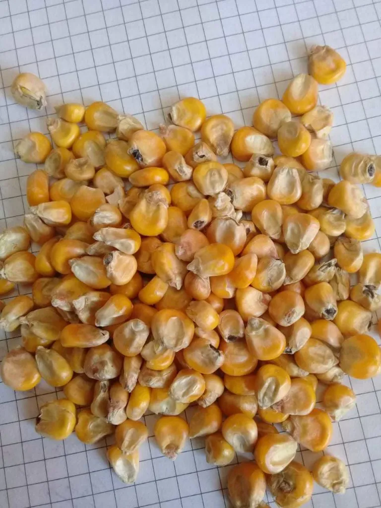 кукуруза 17 руб/кг в Барнауле