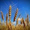 пшеница 3,4,5 класс в Барнауле