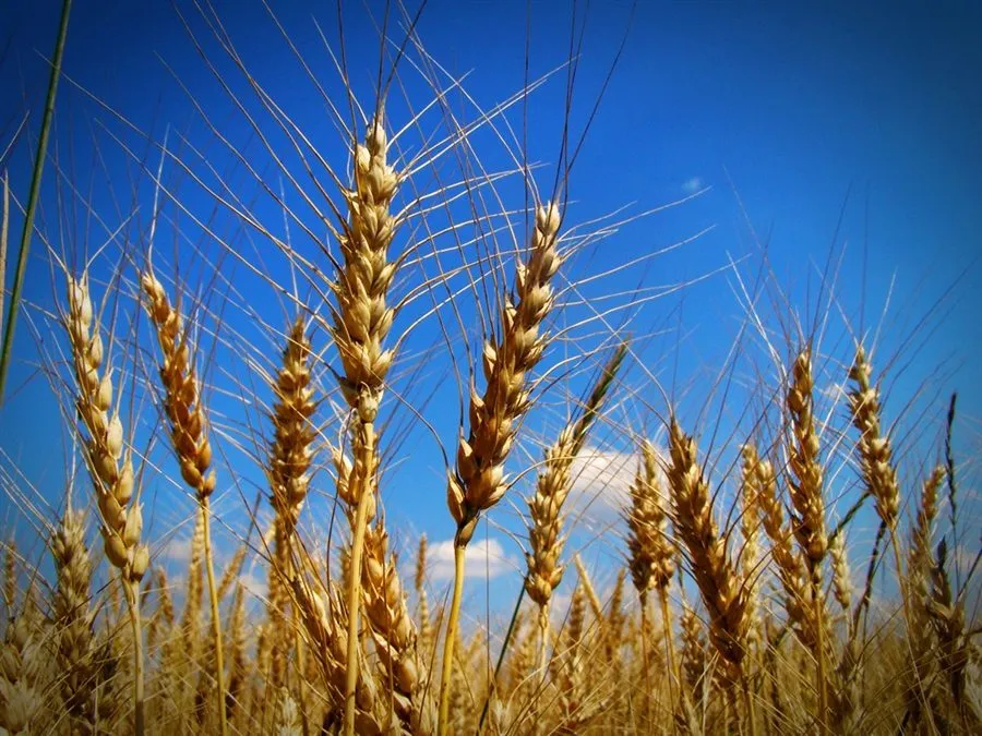 фотография продукта Пшеница 4,5 класс