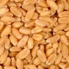 закупаем пшеницу 3 класса, 12000 тн. в Барнауле