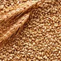 пшеница 3,4,5 класс в Барнауле