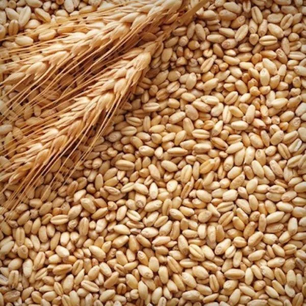 пшеница в Барнауле и Алтайском крае
