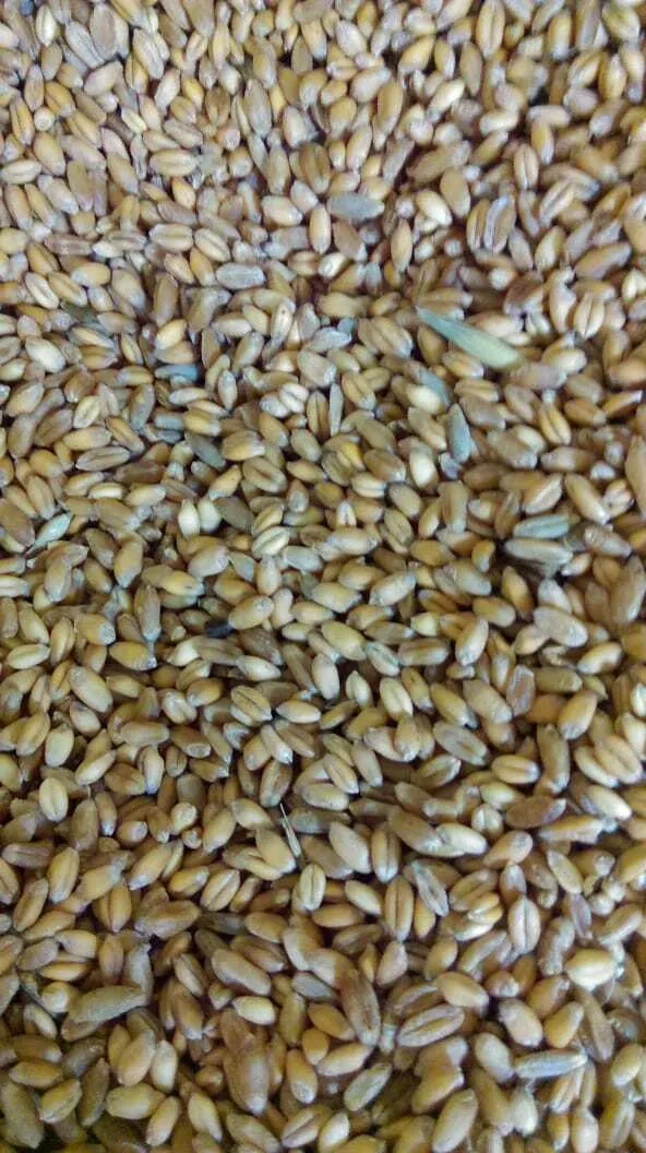 фотография продукта Пшеница кормовая
