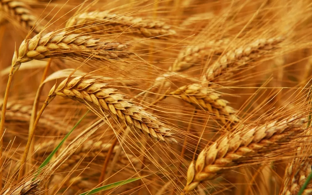 фотография продукта Купим пшеницу фуражную и отходы пшеницы