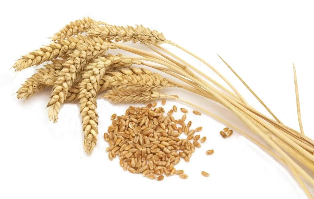 фотография продукта Закупаем пшеницу мягкую 3,4 класс