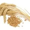 закупаем пшеницу мягкую 3,4 класс в Барнауле