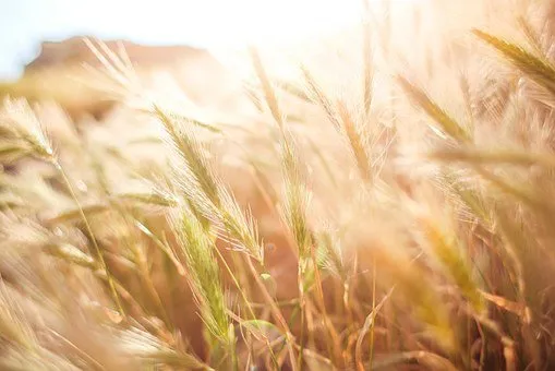 На Алтае поставлен абсолютный многолетний рекорд по качеству пшеницы урожая 2021