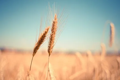 В передовых алтайских хозяйствах урожай яровой пшеницы превысил 35 центнеров с гектара