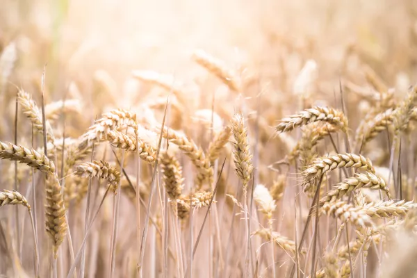 Как алтайская «Орбита» достигла небывалой урожайности яровой пшеницы в степи
