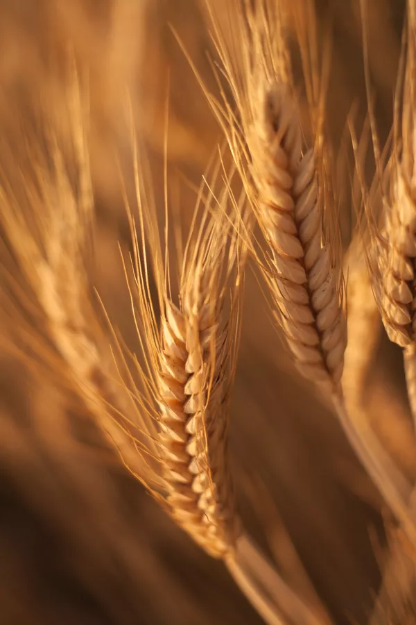 В январе сотрудниками Управления Россельхознадзора в Алтайском крае выявлено свыше 6400 тонн зерна, оформленного с нарушениями