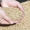 фураж: ячмень пшеница в Барнауле