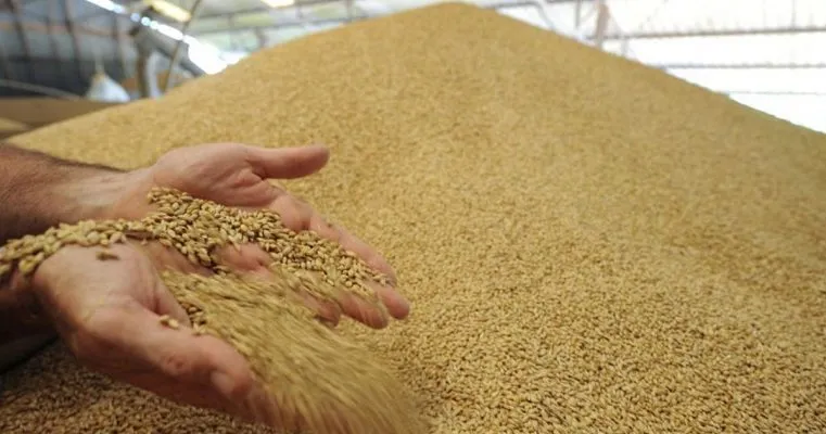 пшеница 1-2 класса - протеин 18 в Барнауле