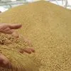 пшеница 1-2 класса - протеин 18 в Барнауле