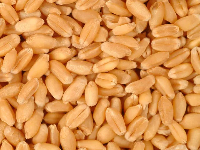 фотография продукта Закупаем пшеницу 3 класса, 12000 тн.