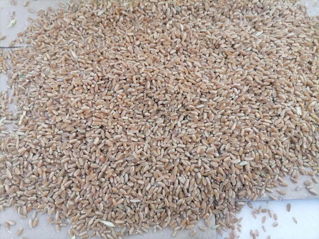 фотография продукта Пшеничка 4кл в ГОСТе!