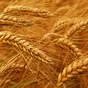 купим пшеницу фуражную и отходы пшеницы в Барнауле 2